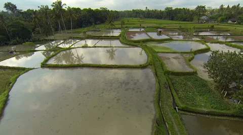 Rice fields in the north of Ubud filled with water, aerial shot Video stock 65800670
