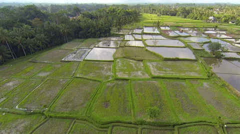 Rice fields in the north of Ubud with men preparing the soil with machine Stock Footage 65800414