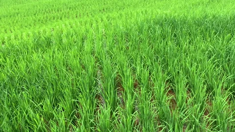 Rice fields or green paddy fields for nature concept Stock Footage 139317249