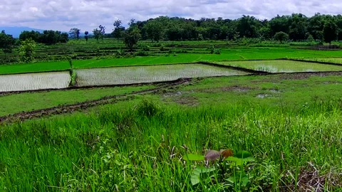 Rice Fields Paddy Farm Stock Footage 167533248