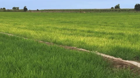 Rice Fields Paddy Pan Across, Colorful South America Video stock 53202076