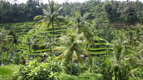 Rice fields, Padi Terrace, Bali, Indonesia Stock Footage 62922058