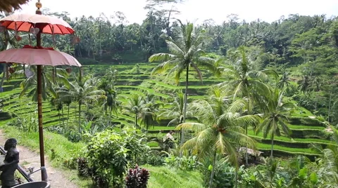Rice fields, Padi Terrace, Ubud, Bali, Indonesia Stock Footage 62922510