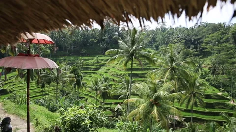 Rice fields, Padi Terrace, Ubud, Bali, Indonesia Stock Footage 62922638