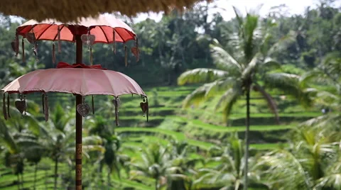 Rice fields, Padi Terrace, Ubud, Bali, Indonesia Stock Footage 62923142