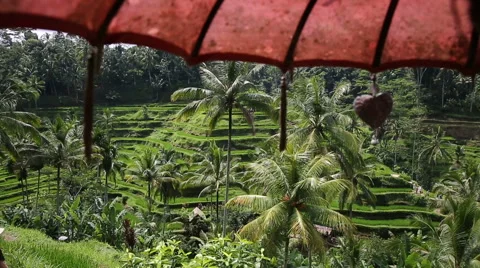 Rice fields, Padi Terrace, Ubud, Bali, Indonesia Stock Footage 62923441