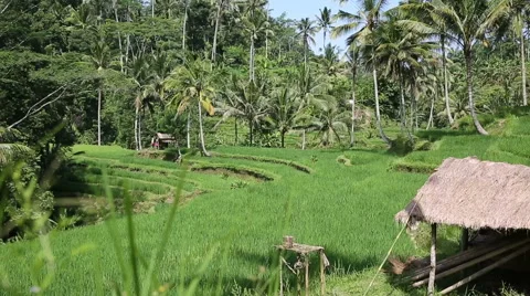 Rice fields, Padi Terrace, Ubud, Bali, Indonesia Stock Footage 62930917