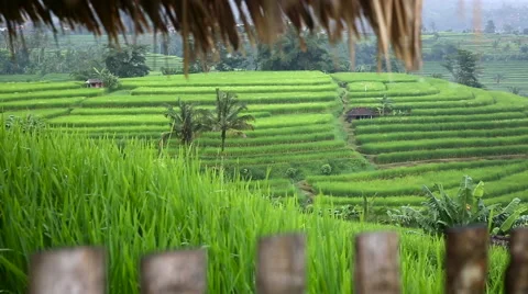 Rice fields, Padi Terrace, Ubud, Bali, Indonesia Stock Footage 62936542