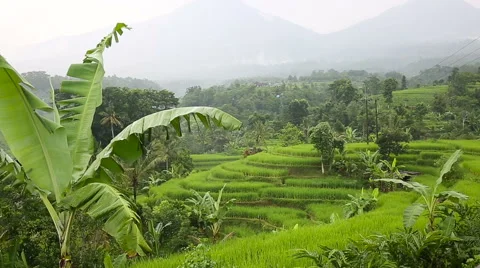 Rice fields, Padi Terrace, Ubud, Bali, Indonesia Stock Footage 62936572