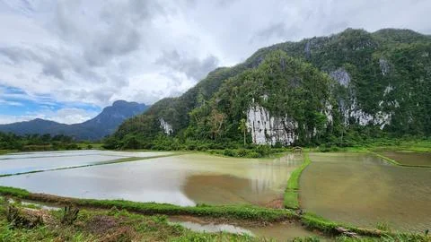 Rice fields in Palawan Philippines Stock Photos
