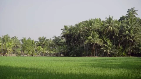 Rice fields in Palm Trees Stock Footage 84718713