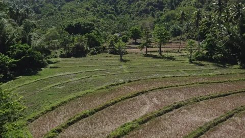 Rice fields with palm trees in the Philippines Stock Footage 280497737