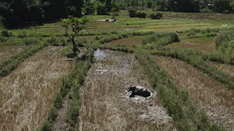 Rice fields with palm trees in the Philippines Stock Footage 280497828