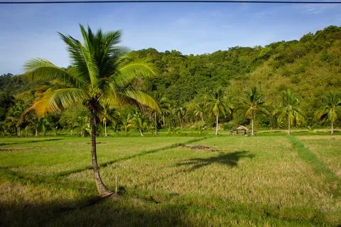 Rice fields with palm trees. Stock Photos