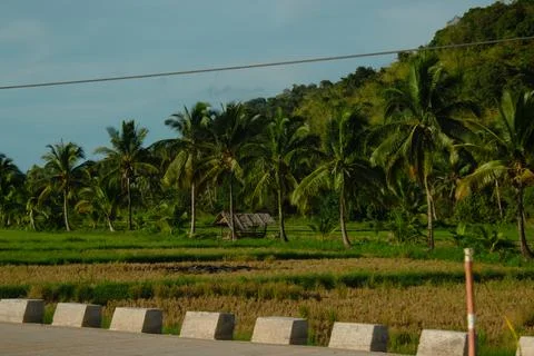 Rice fields with palm trees. Stock Photos