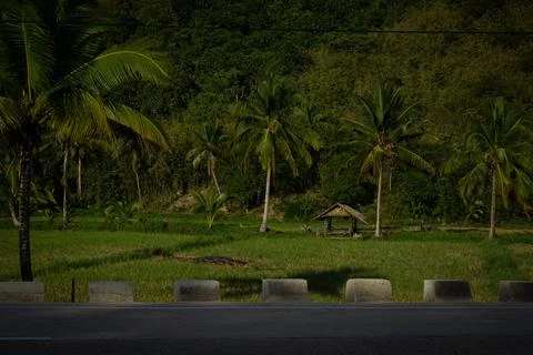 Rice fields with palm trees. Stock Photos