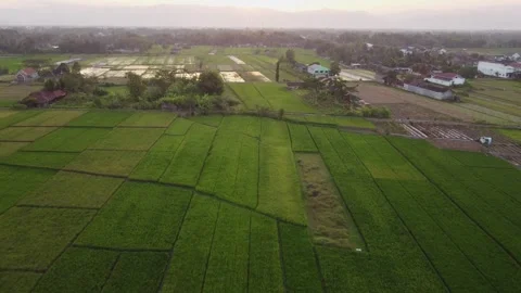 Rice fields with patchwork farmland at sunset Stock Footage 341546461