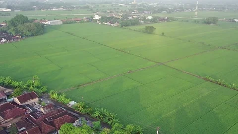 Rice fields | Persawahan Stock Footage 197679616