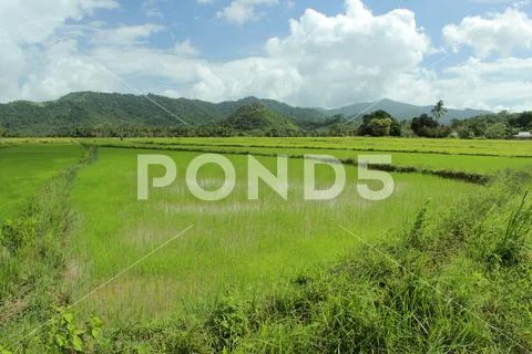 Rice fields in the Philippines Stock Photos