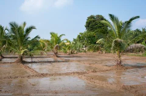 Rice fields Stock Photos