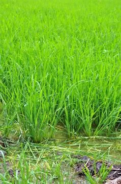 Rice fields Stock Photos