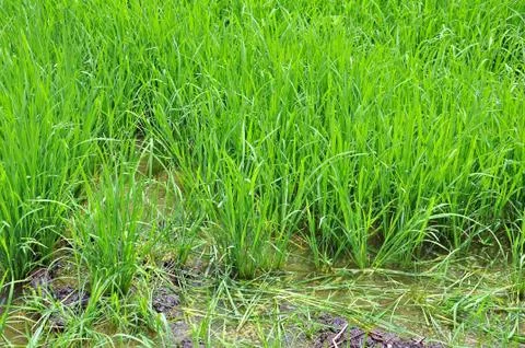 Rice fields Stock Photos