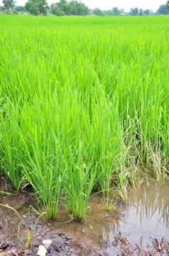 Rice fields Stock Photos