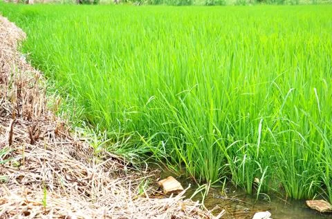 Rice fields Stock Photos