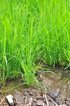 Rice fields Foto stock