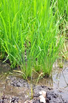 Rice fields Stock Photos