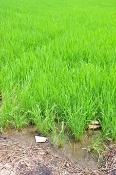 Rice fields Stock Photos