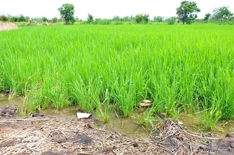 Rice fields Stock Photos
