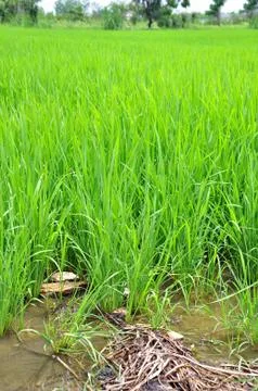 Rice fields Stock Photos
