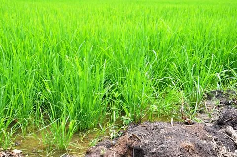 Rice fields Stock Photos