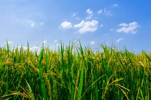 Rice fields. Stock-Fotos