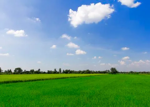 Rice fields Foto stock