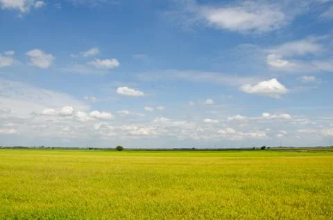 Rice fields Stock Photos
