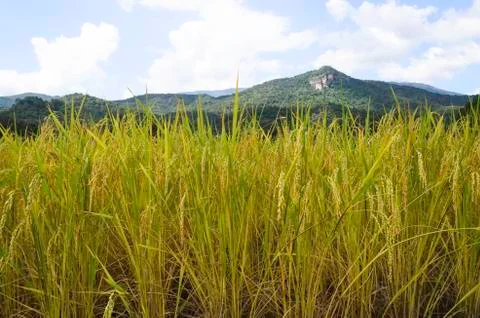Rice fields Stock Photos