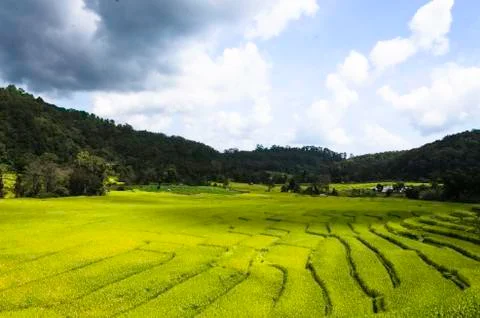 Rice fields Stock Photos