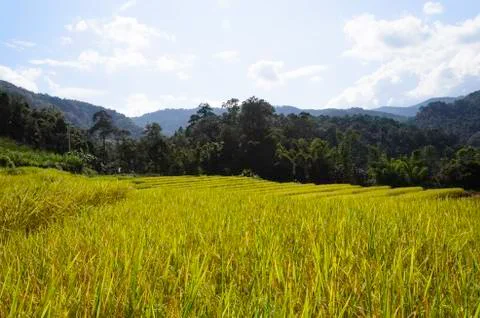 Rice fields Stock Photos