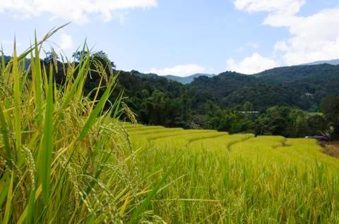 Rice fields Stock Photos