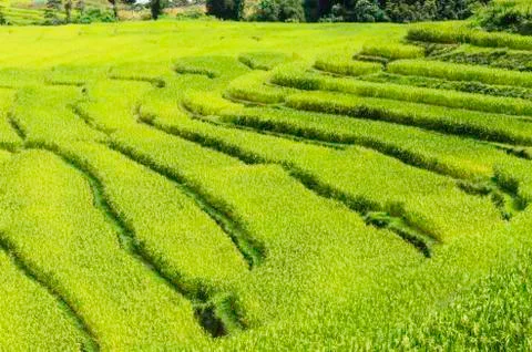 Rice fields Stock Photos
