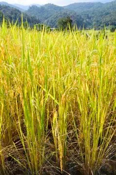 Rice fields Stock Photos