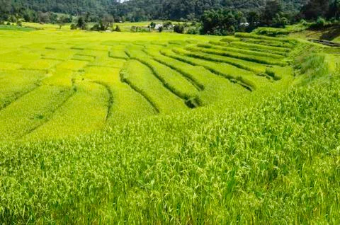Rice fields Stock Photos