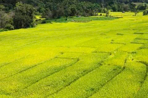 Rice fields Stock Photos