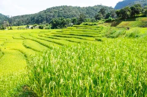 Rice fields Stock Photos