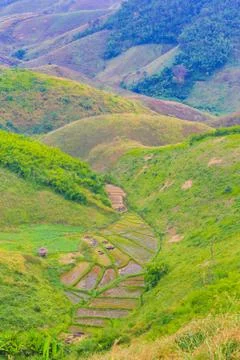 Rice fields Stock Photos