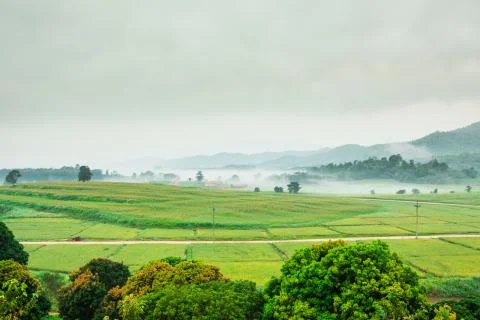 Rice fields Stock Photos