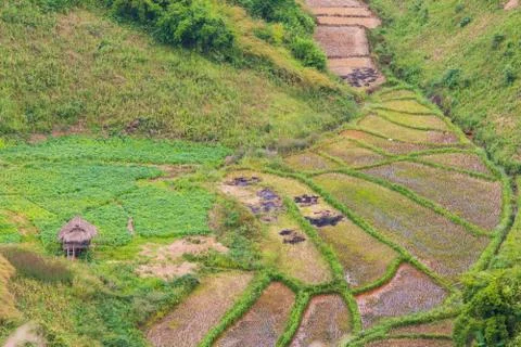 Rice fields Stock Photos
