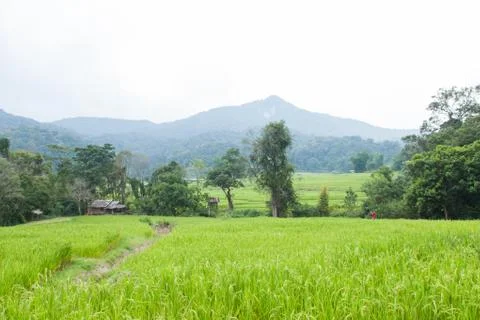 Rice fields Stock Photos